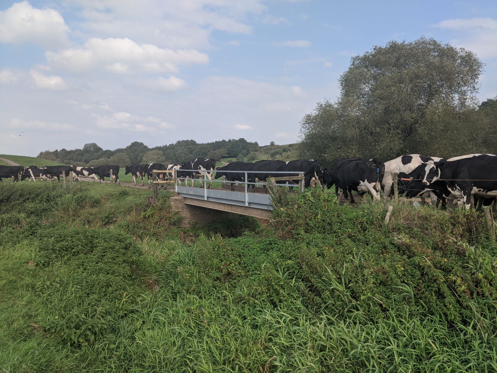 Cows crossing the Weaver bridge, September 22nd